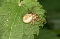Xysticus_cristatus_D4922_Z_87_Les Gris_Frankrijk